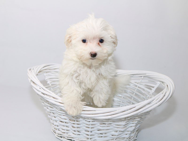 Maltese-DOG-Female-White-2533202-My Next Puppy
