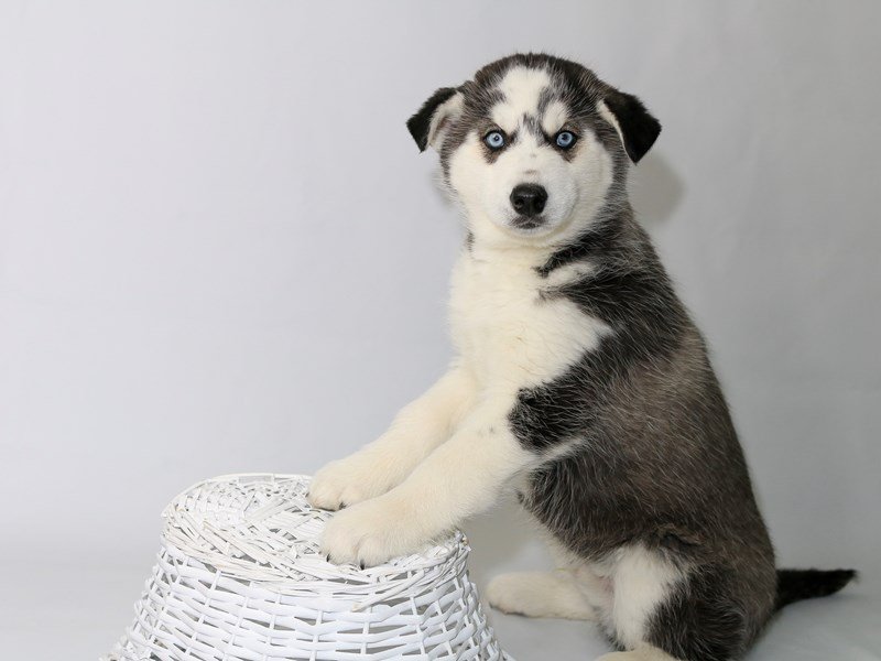 Siberian Husky-DOG-Male-Black/White-2533884-My Next Puppy