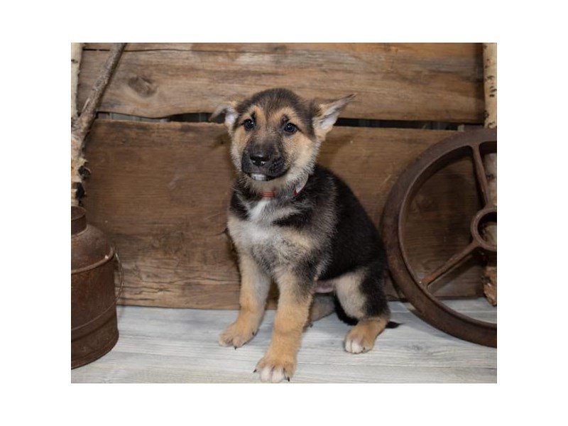 German Shepherd Dog-DOG-Male-Black / Tan-2549954-My Next Puppy