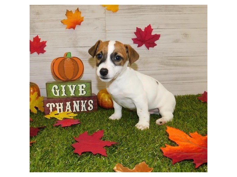 Jack Russell Terrier-DOG-Male-White / Red-2550010-My Next Puppy