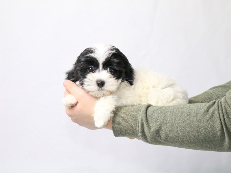 Havanese-DOG-Female-Black/White-2549702-My Next Puppy