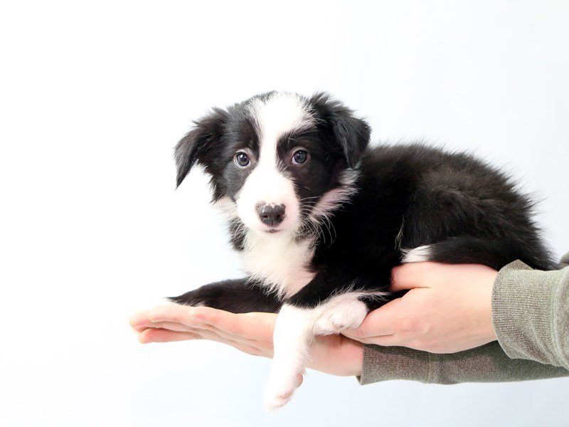 Border Collie-Male-Black / White-2562343-My Next Puppy