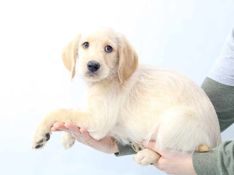 Medium Labradoodle-DOG-Male-Yellow-2562367-My Next Puppy