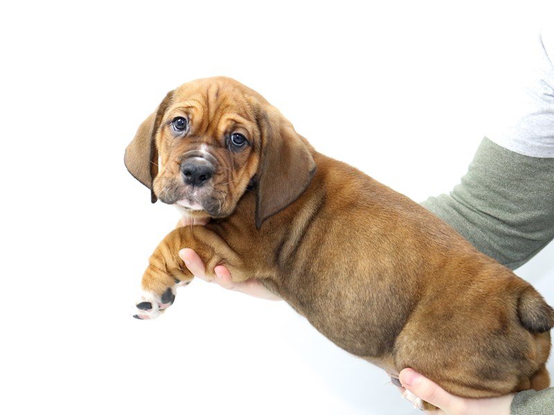 English Bully Basset-DOG-Male-Red-2562368-My Next Puppy