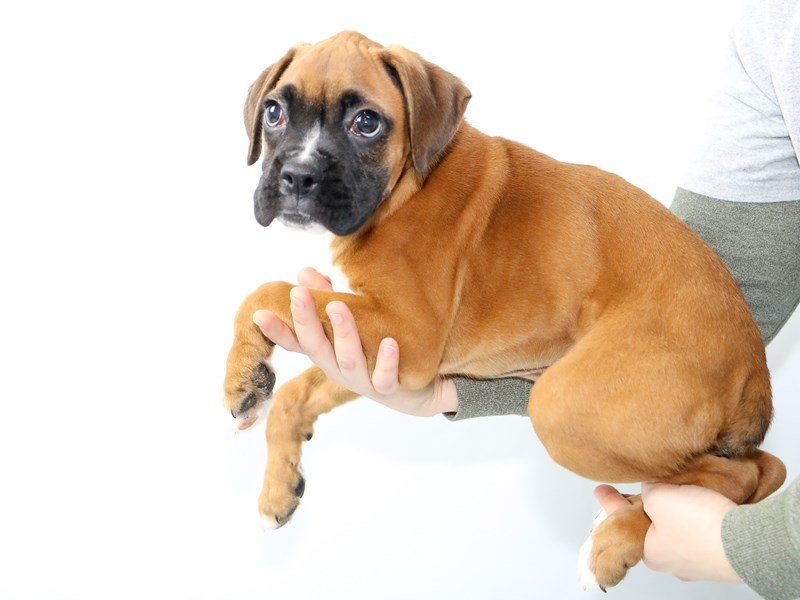 Boxer-DOG-Male-Fawn-2544118-My Next Puppy