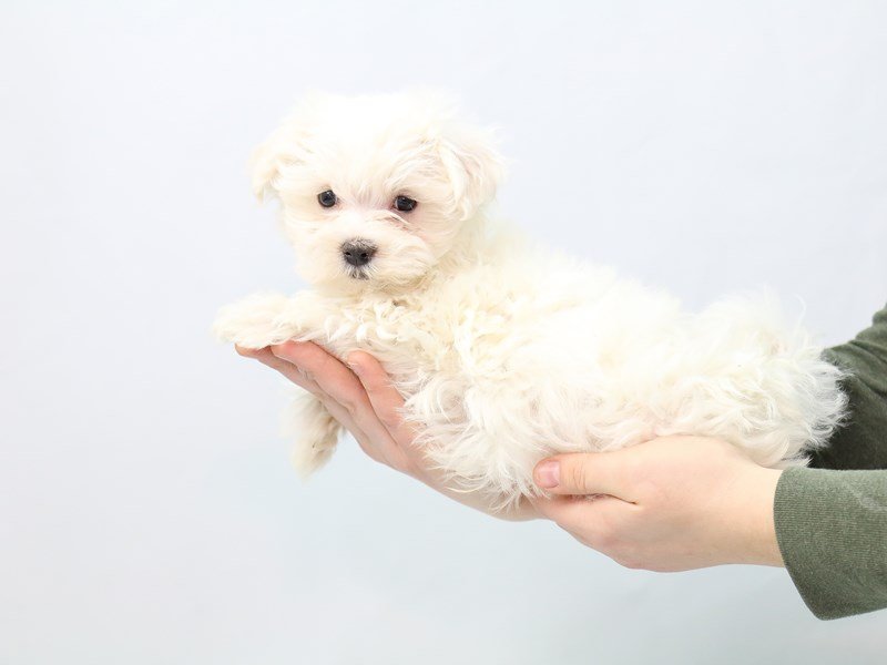 Maltese-DOG-Male-White-2563924-My Next Puppy