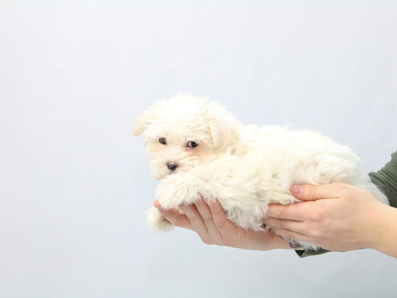Maltese-DOG-Male-White-2563926-My Next Puppy
