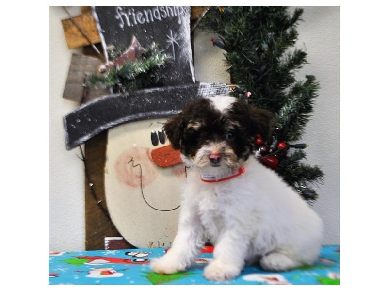 Poodle-DOG-Female-Chocolate / White-2575028-My Next Puppy