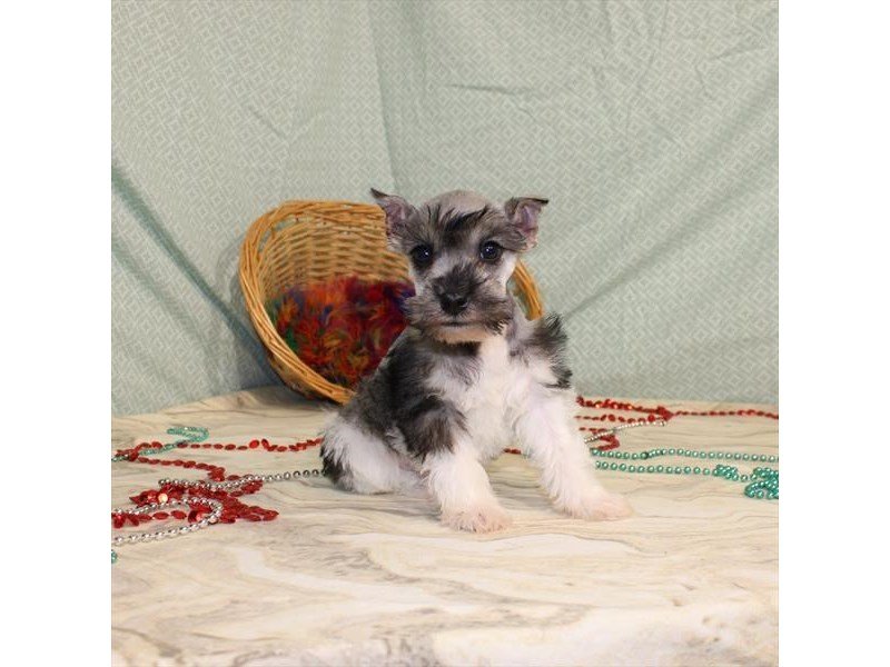 Miniature Schnauzer-DOG-Female-Salt / Pepper-2575084-My Next Puppy