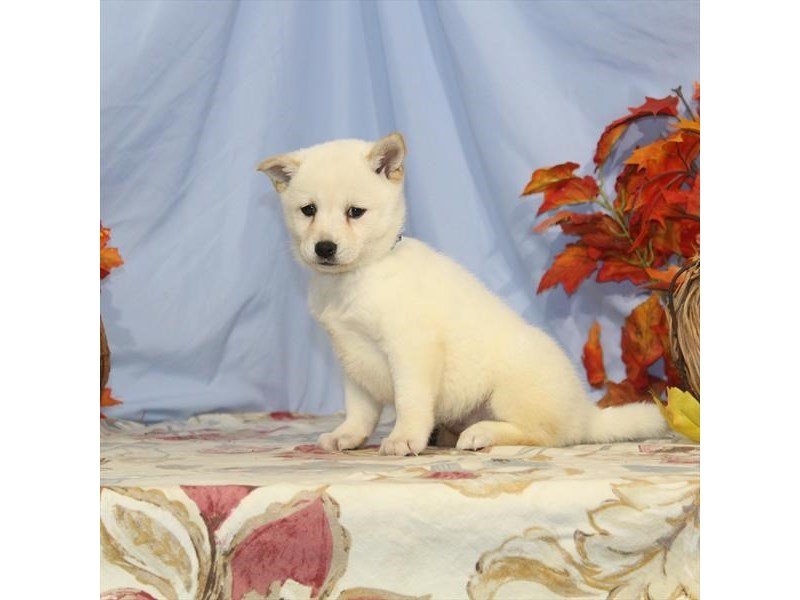 Shiba Inu-DOG-Female-Cream-2519824-My Next Puppy