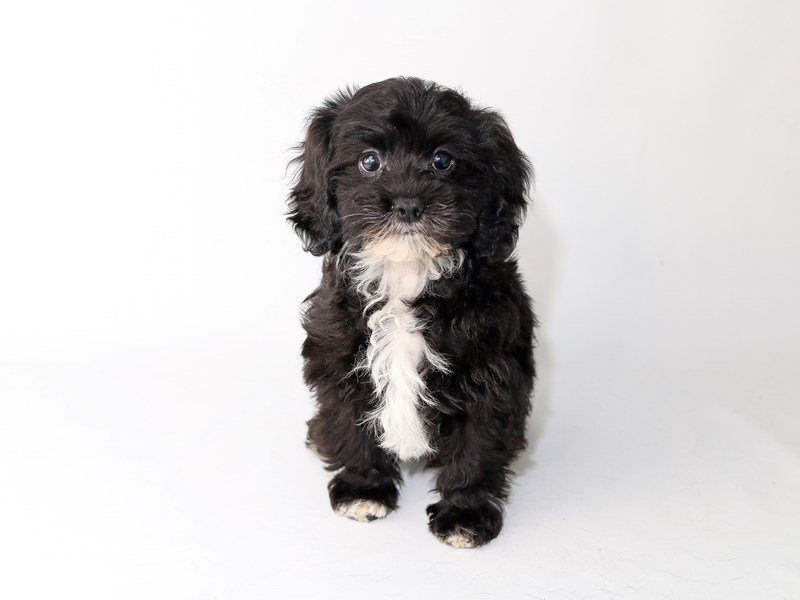 Havachon-Female-Black/White-2533873-My Next Puppy