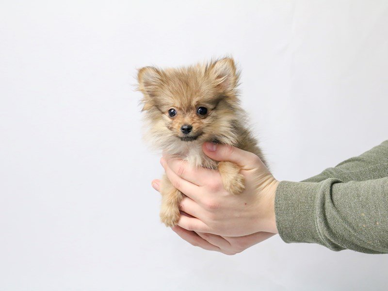 Pomeranian-DOG-Male-Sable-2549692-My Next Puppy