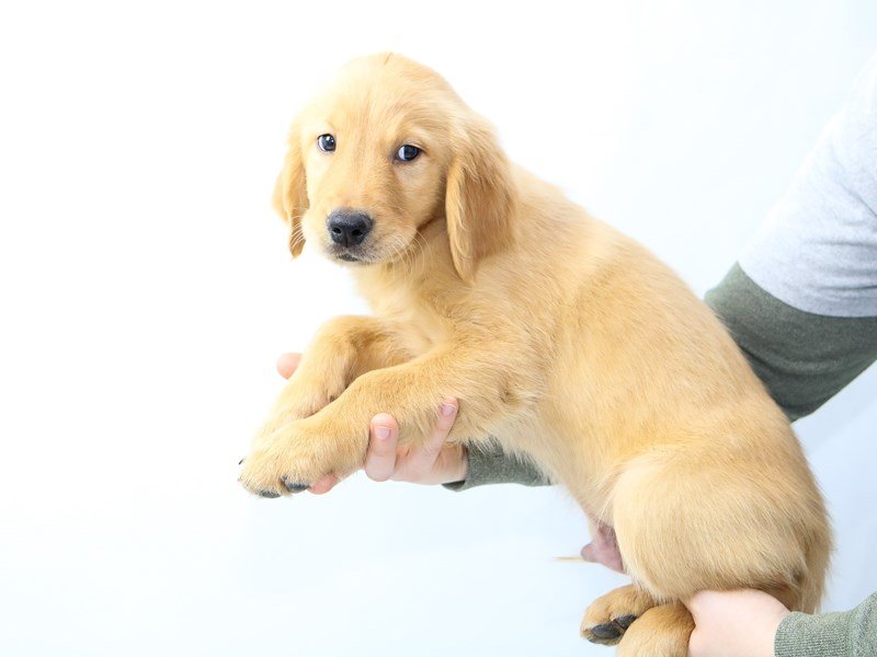 Golden Retriever-DOG-Male-Golden-2562330-My Next Puppy