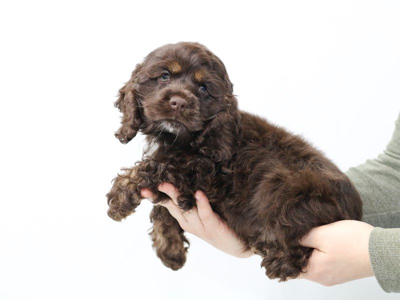 Cocker Spaniel-DOG-Male-Chocolate-2562338-My Next Puppy