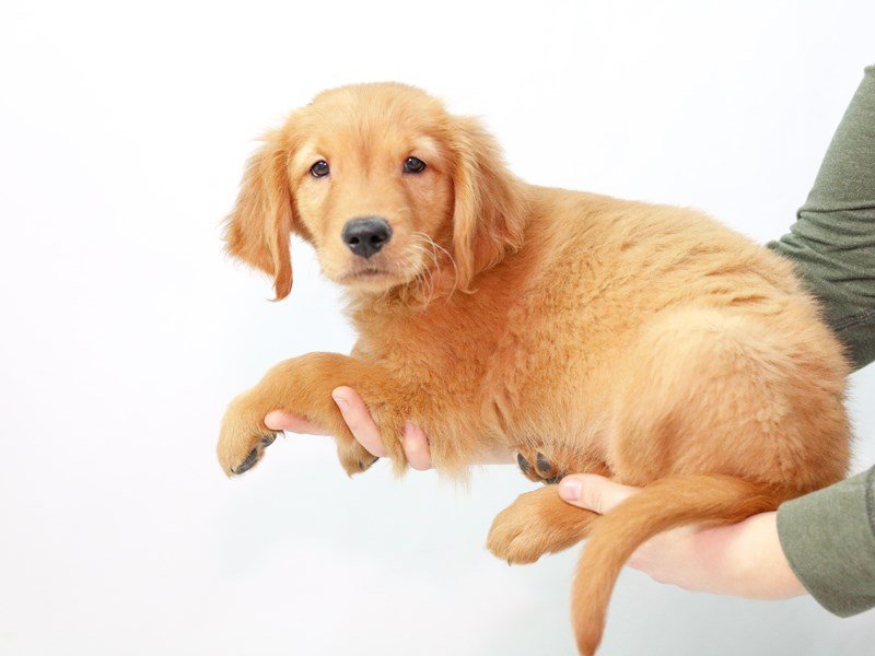 Golden Retriever-DOG-Male-Golden-2563688-My Next Puppy