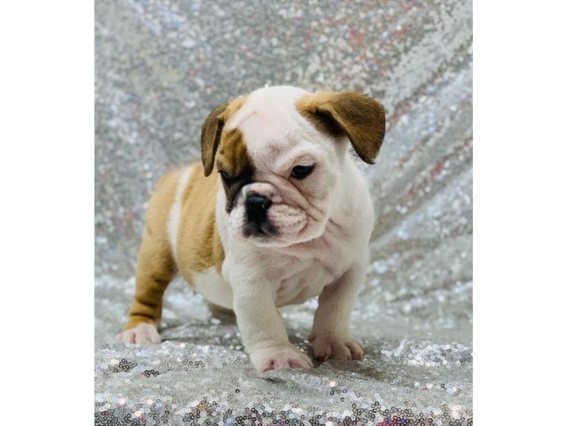 Bulldog-DOG-Female-Red / White-2581462-My Next Puppy