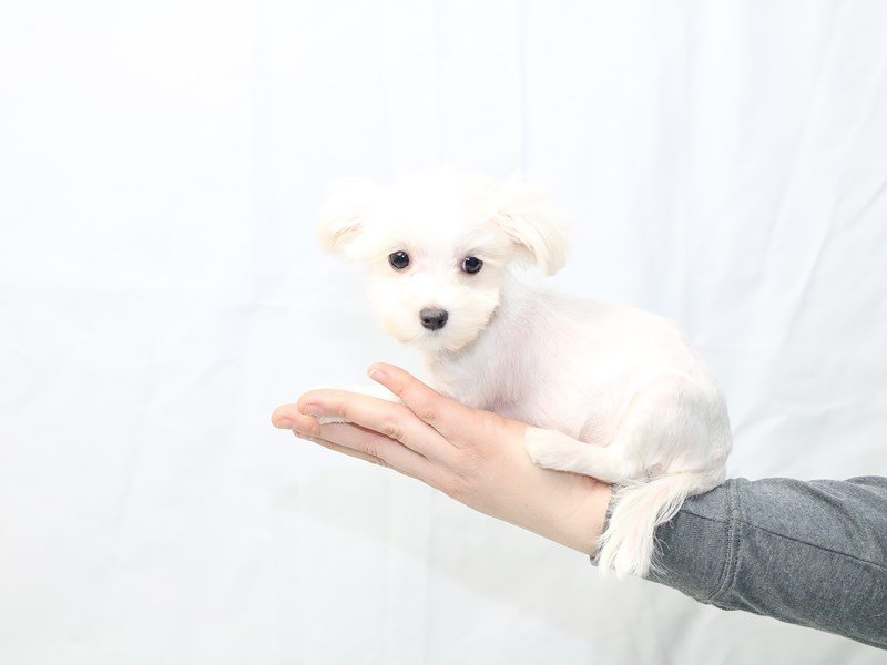 Maltese-DOG-Female-White-2599163-My Next Puppy