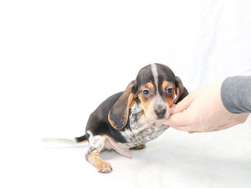 Beagle-DOG-Male-Tri-Colored-2599165-My Next Puppy