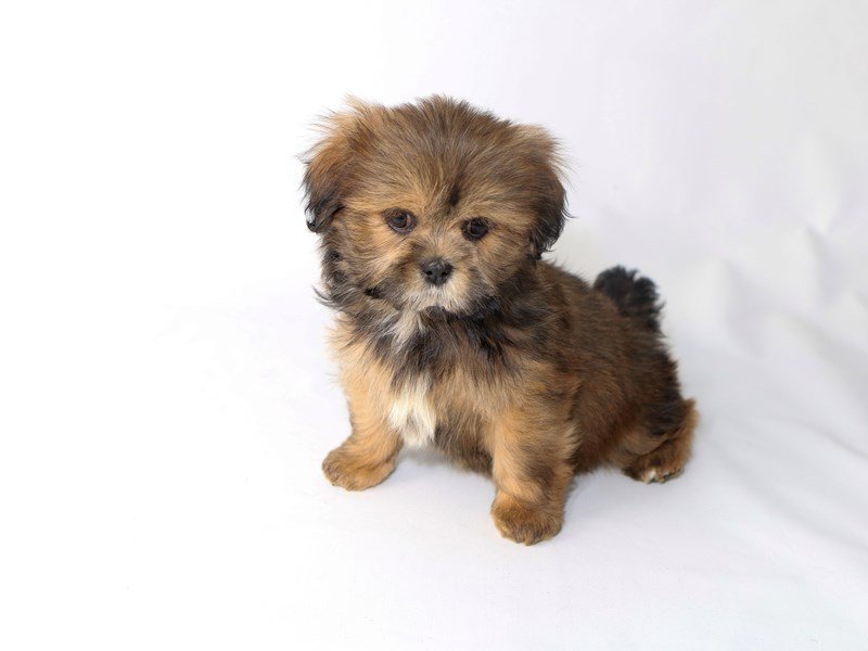 Lhasa Apso-DOG-Female-Gold Sable-2533153-My Next Puppy