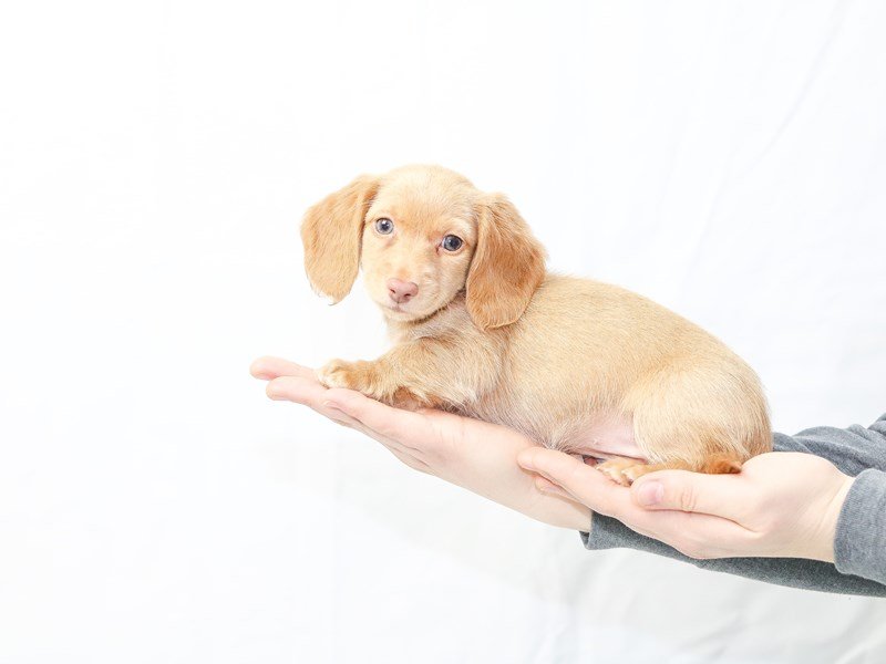 Dachshund-DOG-Female-Isabella-2599158-My Next Puppy