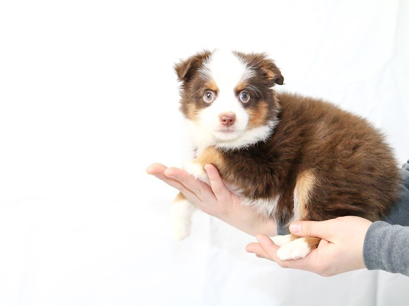 Miniature Australian Shepherd-DOG-Male-Red-2604405-My Next Puppy