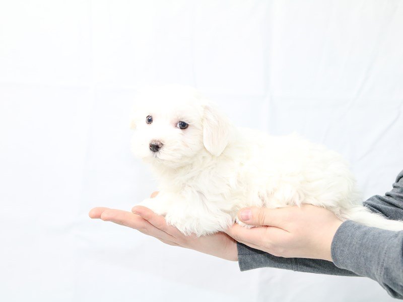 Maltese-DOG-Male-White-2604406-My Next Puppy