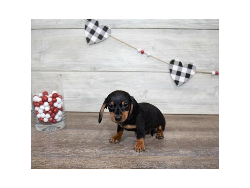 Miniature Dachshund-DOG-Male-Black / Tan-2611555-My Next Puppy