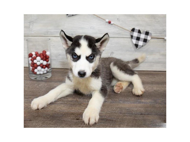 Siberian Husky-DOG-Female-Black / White-2611561-My Next Puppy