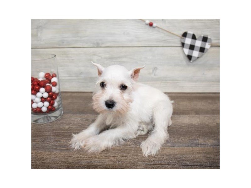 Miniature Schnauzer-DOG-Female-White-2611820-My Next Puppy