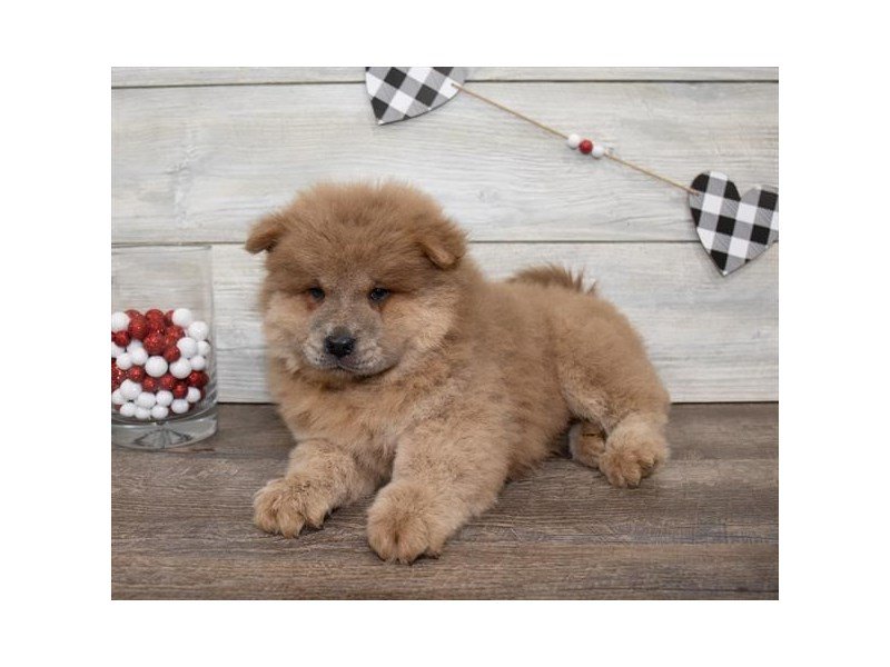 Chow Chow-DOG-Male-Cinnamon-2618801-My Next Puppy