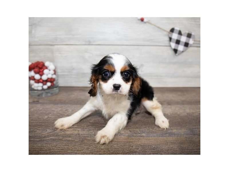 Cavalier King Charles Spaniel-DOG-Male-Black White / Tan-2618804-My Next Puppy