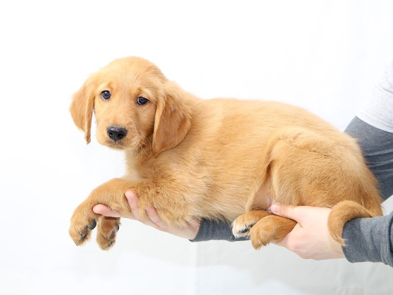 Golden Retriever-DOG-Male-Gold-2621699-My Next Puppy