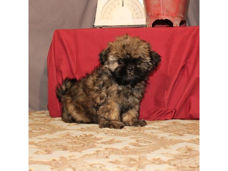 Shih Tzu-DOG-Male-Gold-2625609-My Next Puppy