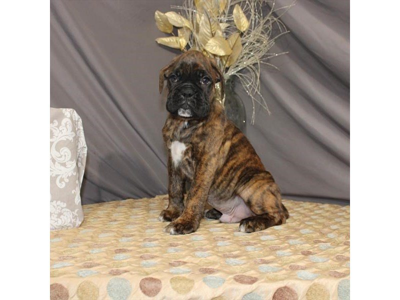 Boxer-DOG-Male-Brindle-2587911-My Next Puppy