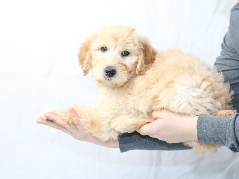 Goldendoodle-DOG-Female-Golden-2599305-My Next Puppy