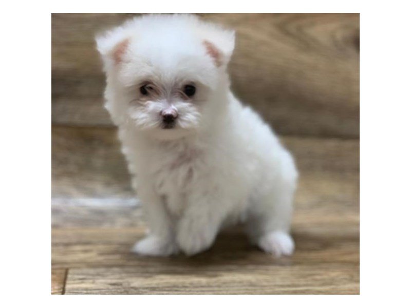 Maltese-DOG-Female-White-2619246-My Next Puppy