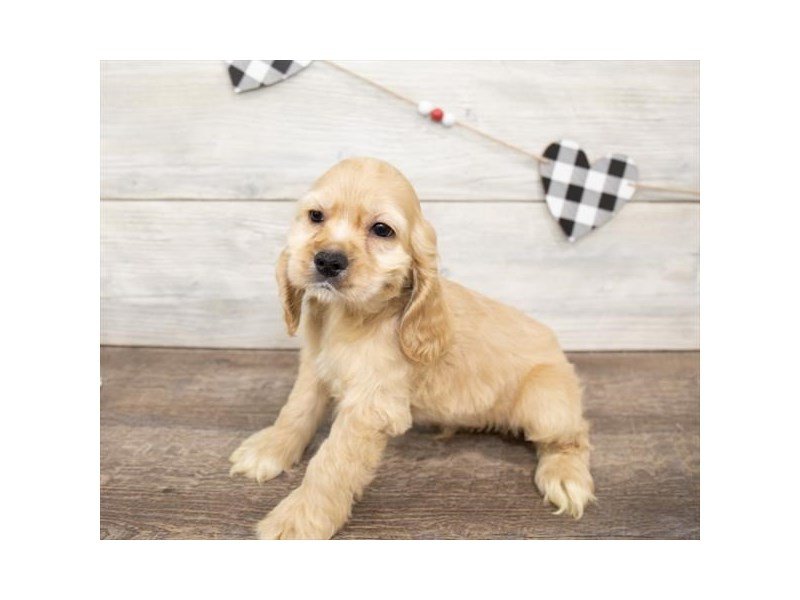 Cocker Spaniel-DOG-Male-Buff-2625560-My Next Puppy