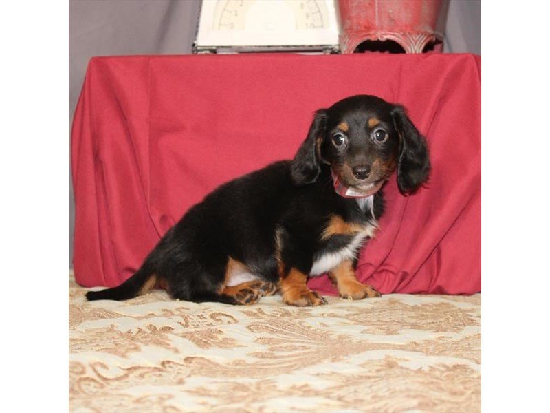 Dachshund-DOG-Female-Black / Tan-2625563-My Next Puppy
