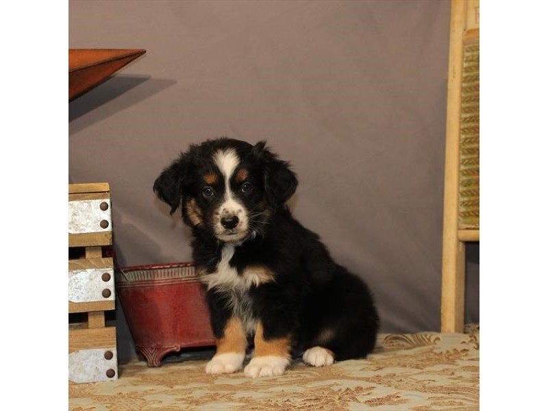 Australian Shepherd-DOG-Male-Black-2625565-My Next Puppy