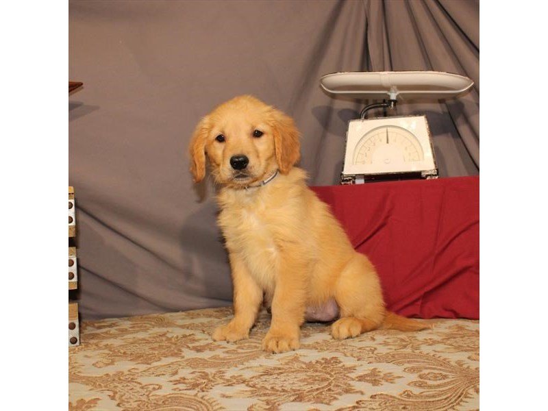 Golden Retriever-DOG-Female-Golden-2632693-My Next Puppy