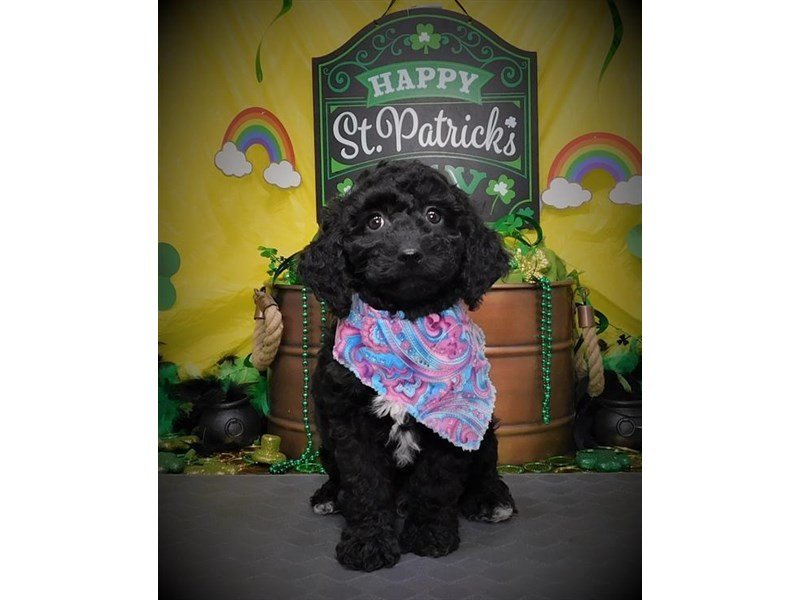Poodle-DOG-Male-Black-2632697-My Next Puppy