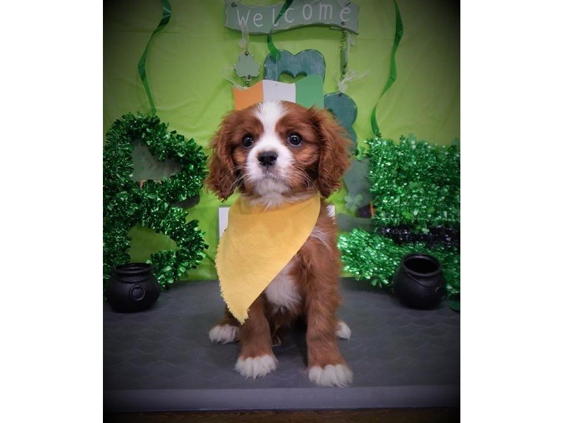 Cavalier King Charles Spaniel-DOG-Male-Ruby-2632700-My Next Puppy