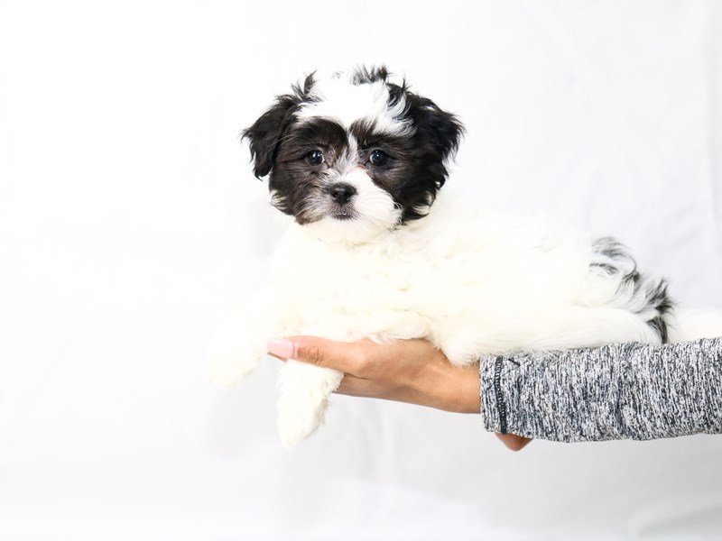 Teddy Bear-DOG-Female-White-2640485-My Next Puppy