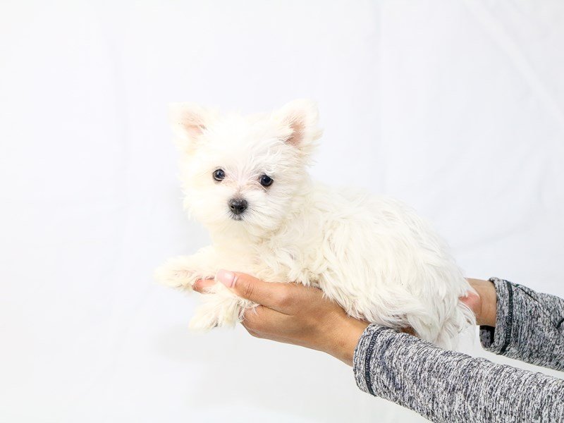 Maltese-DOG-Female-White-2640499-My Next Puppy