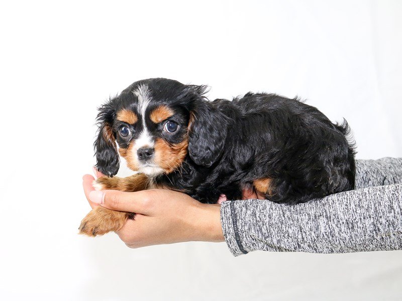 Cavalier King Charles Spaniel-DOG-Female-Black / Tan-2640492-My Next Puppy