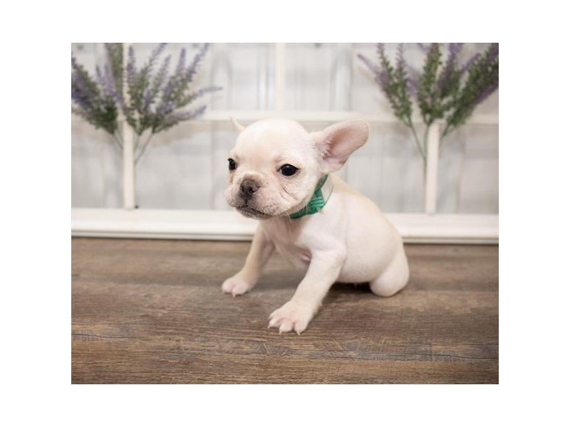 French Bulldog-DOG-Female-Cream-2651066-My Next Puppy