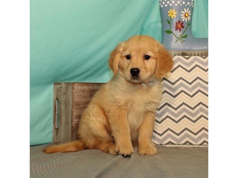 Golden Retriever-DOG-Female-Golden-2651067-My Next Puppy