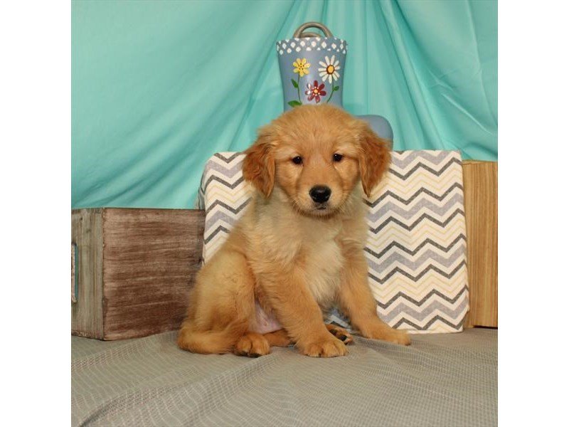Golden Retriever-DOG-Male-Golden-2651068-My Next Puppy