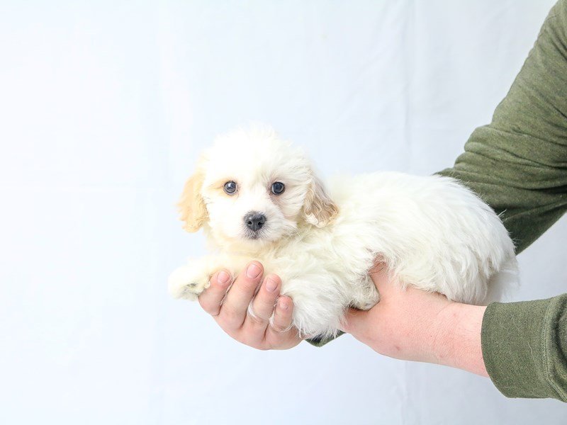 Cavachon-DOG-Male-Blenheim-2655989-My Next Puppy