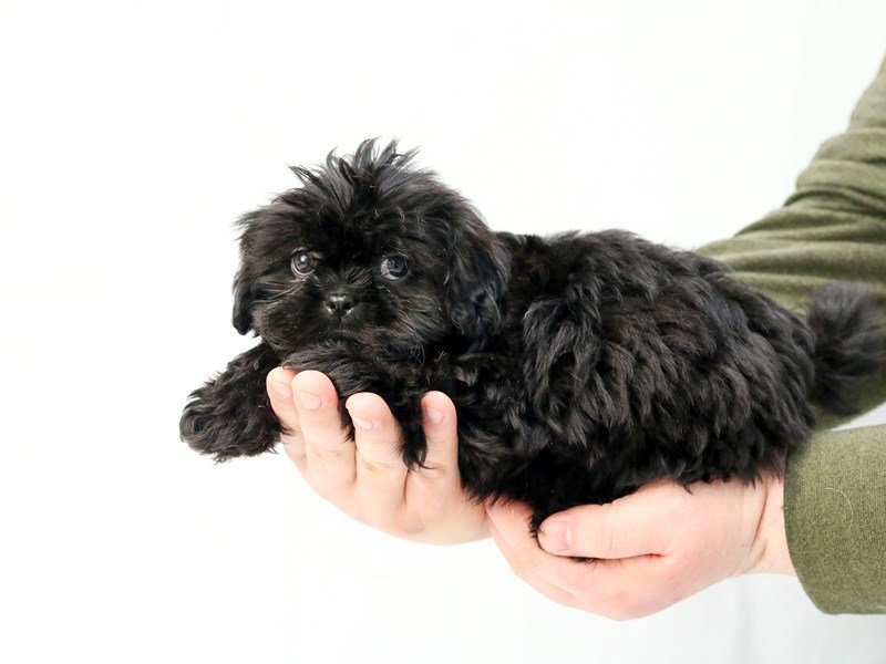 Shih Tzu-DOG-Female-Black-2655993-My Next Puppy